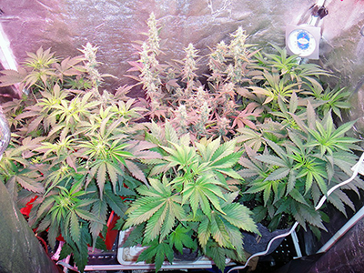 autoflowering cannabis seeds for sale in Rochester