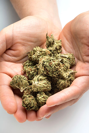 Buy Trenton Cannabis Seeds in New Jersey