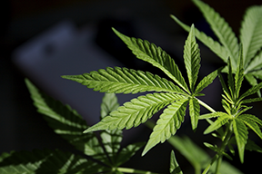 Buy Upper Darby Cannabis Seeds in Pennsylvania 
