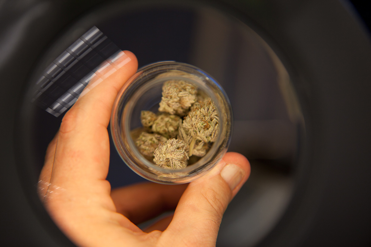 the latest medical cannabis seed news