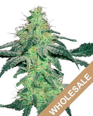amnesia buy wholesale feminized cannabis seeds