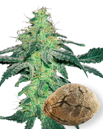 amnesia wholesale feminized cannabis seeds