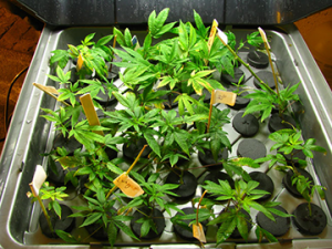 Buy Ashland Cannabis Seeds in Oregon