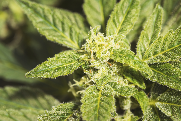 feminized cannabis seeds for sale in Boca Raton