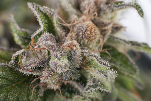 CBDA cannabis plant closeup