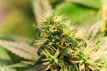 Buy Lake Oswego Cannabis Seeds in Oregon