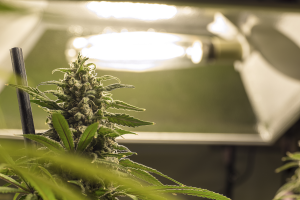Buy Newberg Cannabis Seeds in Oregon