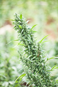 Buy Oregon City Cannabis Seeds in Oregon