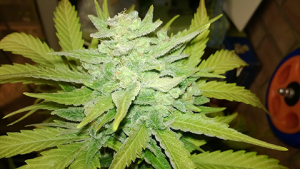 Buy Woodburn Cannabis Seeds in Oregon