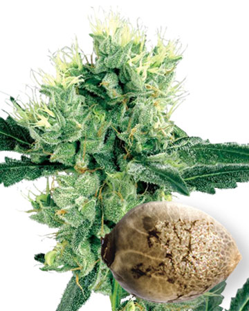 wholesale afghan auto-flowering feminized cannabis seeds