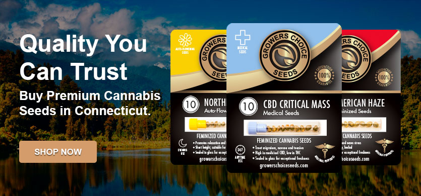 buy cannabis seeds from connecticut