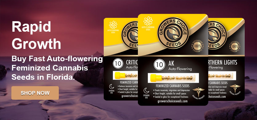 shop for the best autoflowering marijuana seeds in florida