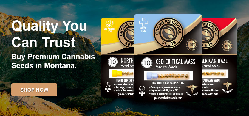 buy cannabis seeds in montana
