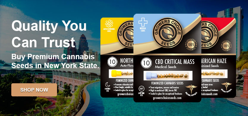 buy the best cannabis seeds in New York