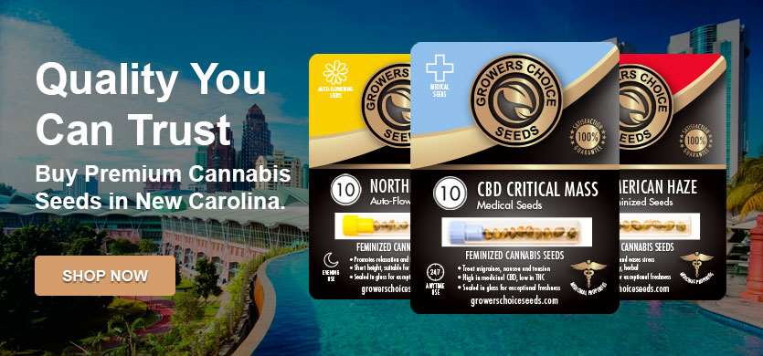 buy cannabis seeds in North Carolina