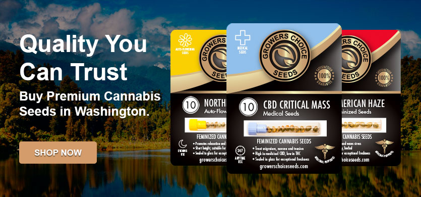 Buy premium cannabis seeds in Washington