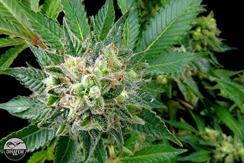 feminized cannabis seeds for sale in Casselberry