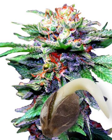 wholesale cbd blueberry medical feminized cannabis seeds