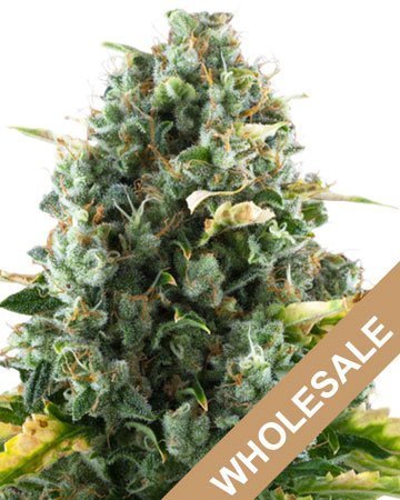 cbd moby dick wholesale medical cannabis seeds
