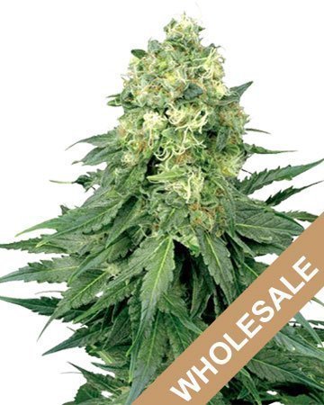 wholesale cinderella 99 feminized cannabis seeds