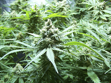 Buy Crestview Cannabis Seeds in Florida