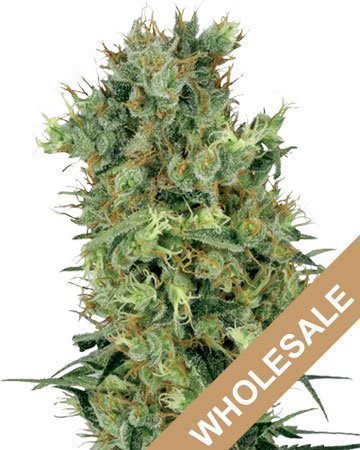 Diesel Wholesale Feminized Cannabis Seeds