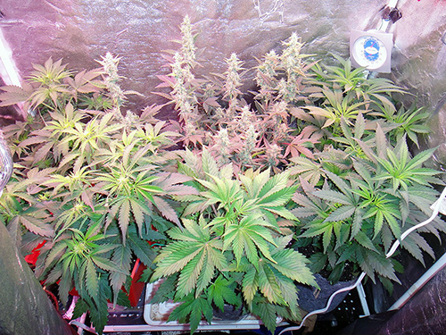 Buy Doral Cannabis Seeds in Florida