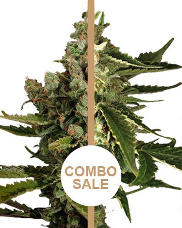 wholesale great white shark feminized cannabis seeds and cheese auto-flowering cannabis seeds