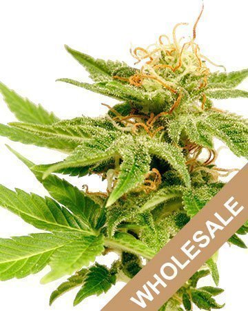 wholesale jack herer feminized cannabis seeds