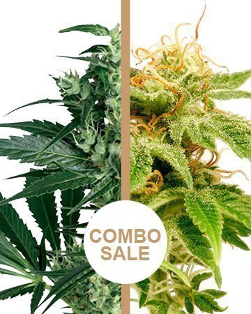wholesale jack herer feminized cannabis seeds and critical purple auto-flowering cannabis seeds