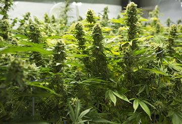 Buy Key West Cannabis Seeds in Florida
