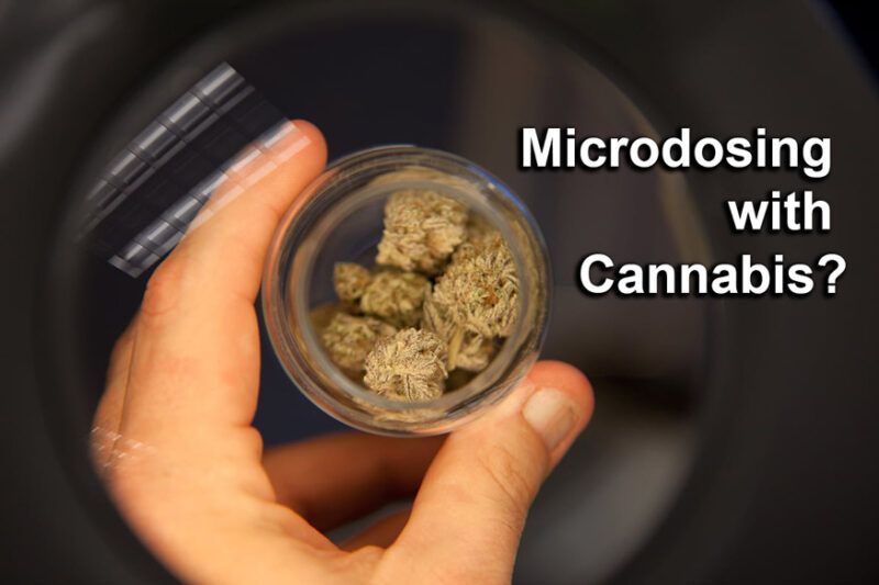 Microdosing With Cannabis? - Growers Choice Seeds