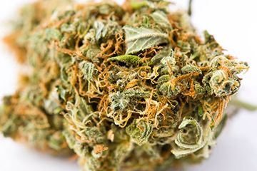Buy Pensacola Cannabis Seeds in Florida