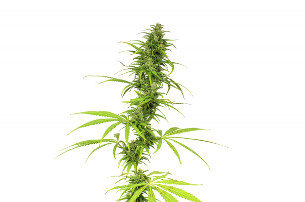 buy autoflowering cannabis seeds in Sandy Springs