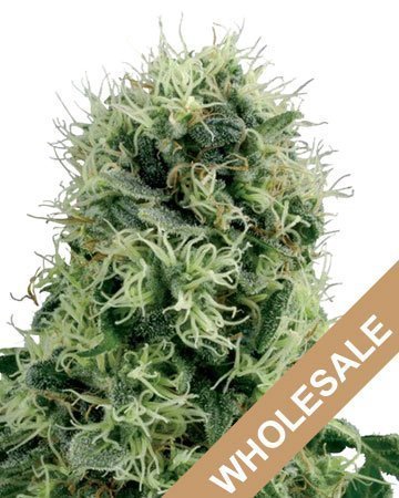wholesale super silver haze feminized cannabis seeds