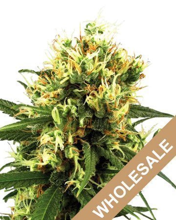 wholesale tangerine dream auto-flowering cannabis seeds