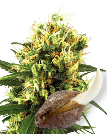 wholesale tangerine dream auto-flowering cannabis seeds