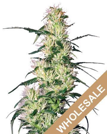 Blueberry wholesale auto-flowering cannabis seeds