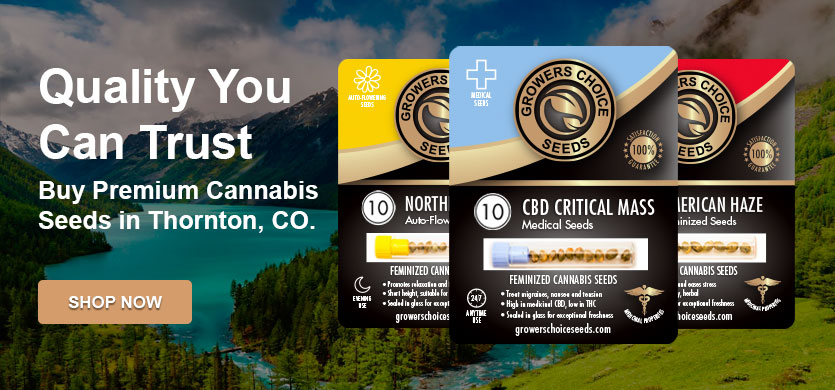 buy cannabis seeds in thornton, Colorado