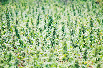 wholesale marijuana seeds bulk