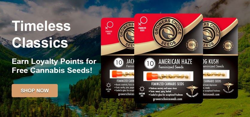 buy the best feminized marijuana seeds in united states