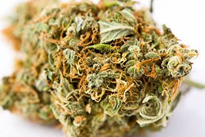 feminized marijuana seeds for sale