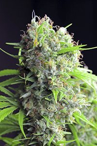 what are feminized cannabis seeds