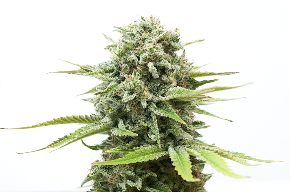 marijuana seeds delivery in city