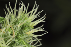 st-john's-cannabis-seeds-closeup