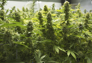 Buy Cannabis Seeds in Yellowknife
