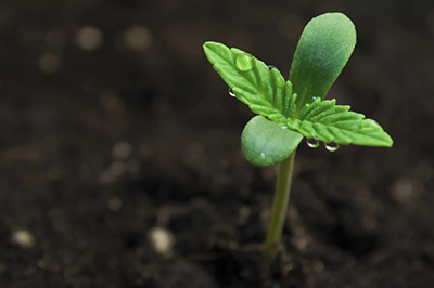 marijuana seeds after germination