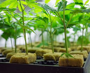 grow your own marijuana at home