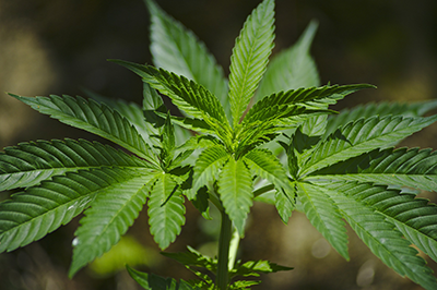 marijuana plant infections
