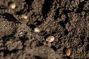 germination marijuana seeds